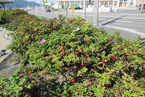 Plants at Takuboku Memorial Park